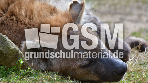 Tüpfelhyäne (4).jpg